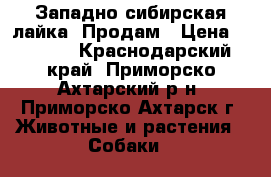 Западно-сибирская лайка. Продам › Цена ­ 3 000 - Краснодарский край, Приморско-Ахтарский р-н, Приморско-Ахтарск г. Животные и растения » Собаки   